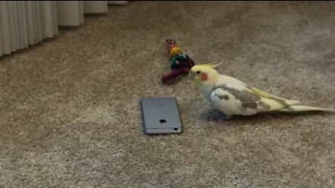 Angry cockatiel gets revenge on iPhone