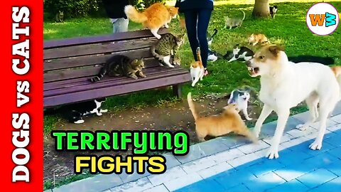 Cats vs Dogs Fight | Cats And Dogs Terrifying Fights |