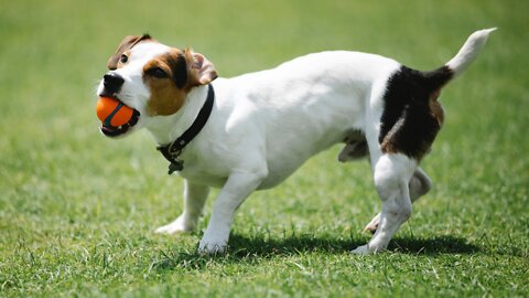 How To Train Your Dog Fun Tricks and call tricks