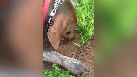 A Dog Blows Into A Hole In The Ground