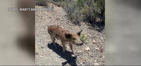 Pig rescued at Red Rock Canyon