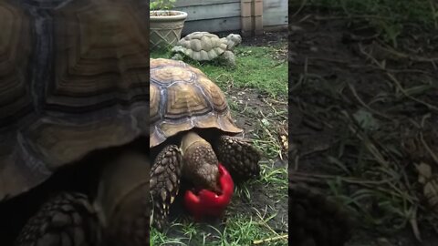 Tortellini vs. Sweet Pepper Timelapse #tortoise #sulcata #sulcatatortoise #shorts #timelapse