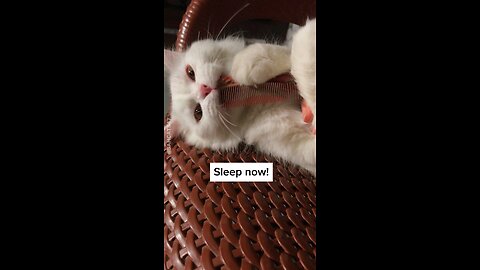 If Your Cat Doesn’t Sleep At Bed Time Try This! It Works 😱|Persian Cat|Please Follow❤️🐾