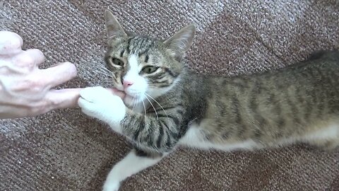 Cute Baby Cat Drops to the Floor