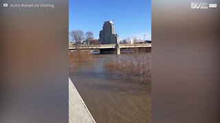 Un chien secouru de la noyade dans le Michigan