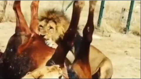 Incredible! Wild Horse Bravely Fights With Hungry Lion To Rescue His Teammates From The Horror Hunt