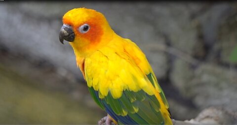 Budgies Parrot Colony BirdBreedingTips