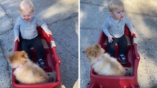 Toddler Thrilled To Go On Wagon Ride With His Puppy