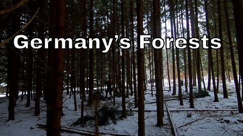 Cutting down German forests