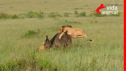 INCRÍVEL LEÃO PULA EM CIMA DE BÚFALO - VIDA ANIMAL