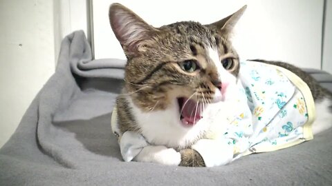 Sweet Cat in Pyjamas Yawns