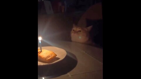 Cute Kitty Cat's Birthday