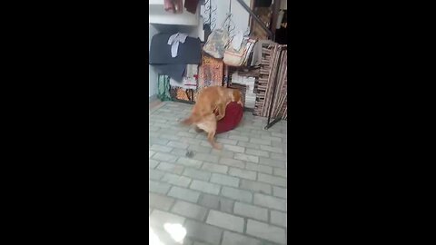 dog dancing