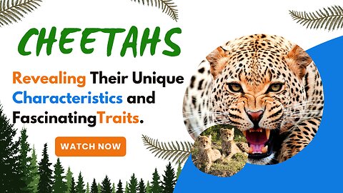 Cheetahs, Revealing Their Unique Characteristics and FascinatingTraits.