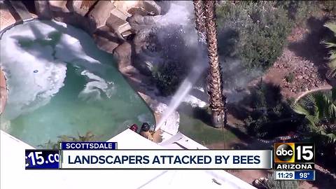 Landscapers attacked by bees in Scottsdale