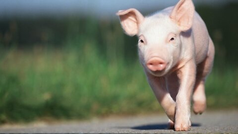 Adorable Small Micro Piglets Make for the Cutest Video Compilation.