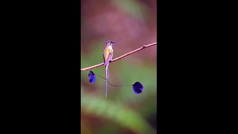 beautiful two pnkh bird