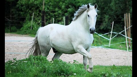 Cheval qui galope dans la nature