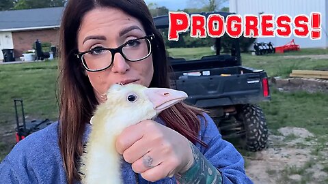 Moving Our Birds Into The Predator Proof Coop