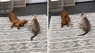 Dachshund Desperately Wants To Befriend Kitty Cat