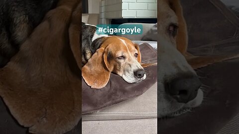 A really dumb play on words #cigargoyle #dog #cigar #cigars