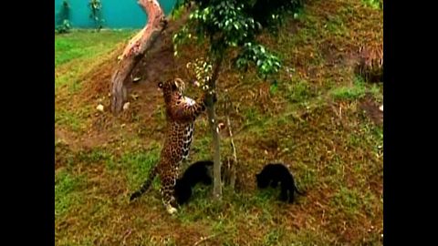 Newborn Twin Jaguar Cubs