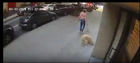 Elderly woman gets knocked out in New York City for no reason