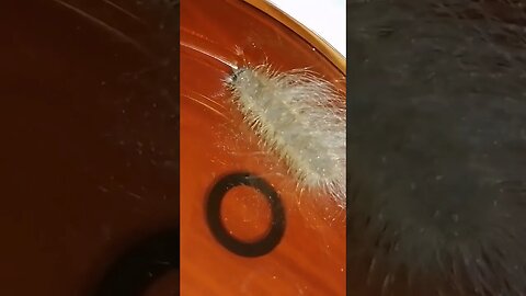 the strangest caterpillar found in my house. who can identify this cutie?