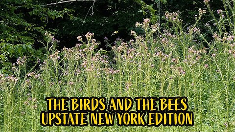 The Birds and The Bees: Upstate New York Edition [Goldfinches, bees and maybe a humming bird]