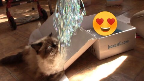 Box Cat Blizzard Box Unboxing 😻