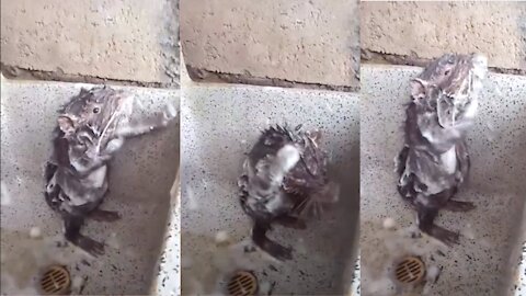 do you think you sing when you shower? listen to this mouse that has a voice that overcomes rihanna