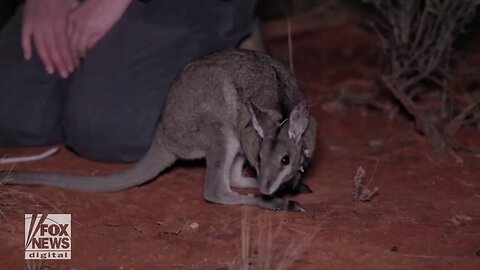 Endangered Wallabies Relocated To New South Wales On 'Delicate Mission'