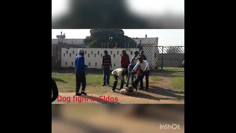 SOUTH AFRICA - Johannesburg - Eldos Dog fight (mGu)