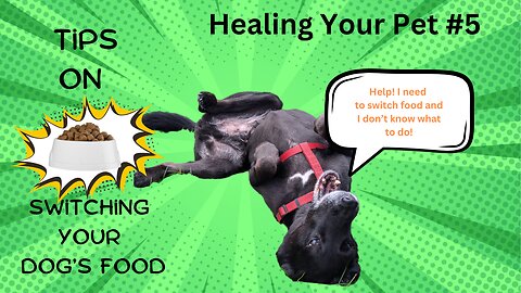 Healing Your Pet #5: How to Switch Your Dog's Food!