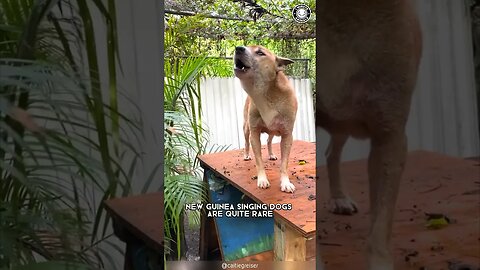 New Guinea Singing Dog 🌿 Whisperers of the Jungle!