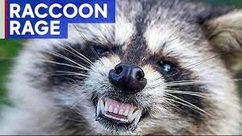 Heroic mom saves terrified five-year-old from raccoon attack