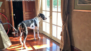 Funny Great Danes Enjoy Squirrel And Bird Watching Fun