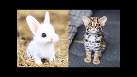 Adorable baby animals Videos Compilation Cute moment of the Animals - Cutest Animals