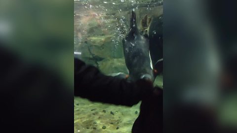 Penguins Play Games with Human