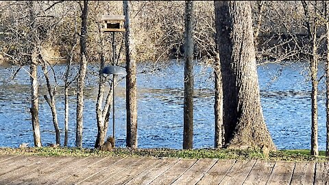 DOVE'S, PECKER'S, CARDINAL'S, AND SQUIRREL'S AT THE FEEDER