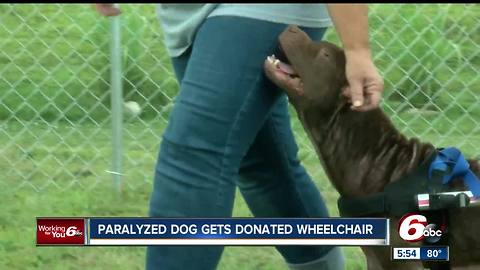 Wheelchair donated to Johnson County dog who lost use of hind legs