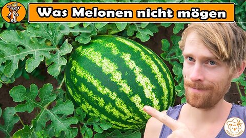 Was Melonen nicht mögen - Diese Fehler unbedingt vermeiden