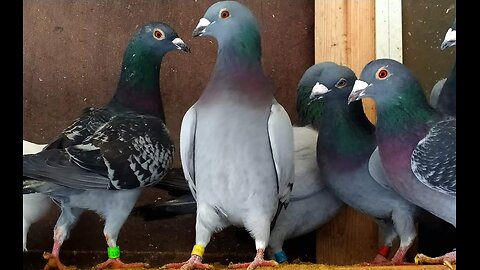 Long distance racer pigeons