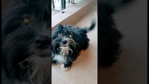 Help! I think my dog is possessed 😫 #trending #viral #shorts #lhasaapso #dog #funnydogs