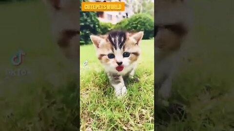 little kittens meowing and talking #funny #shorts #catcute #catvideos #tiktok #trending #trend