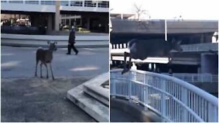 Cervo si tuffa nel fiume, saltando da un ponte a Louisville