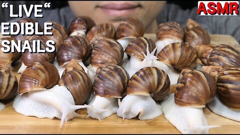 Edible White Snails