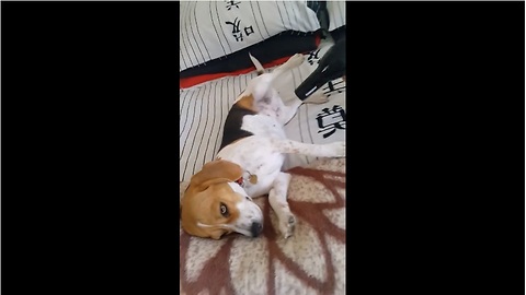 Beagle lies motionless for hairdryer