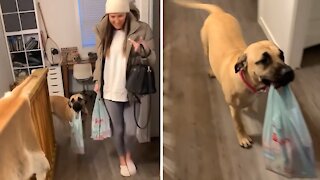 Thoughtful pup just loves helping out with groceries