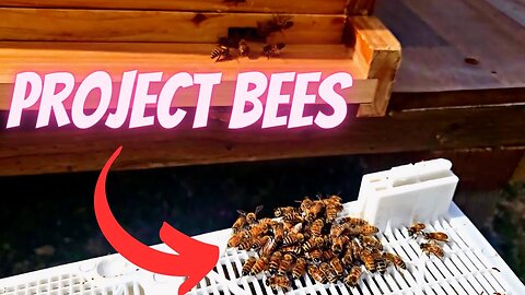 Project Bee: My First Package of Bees